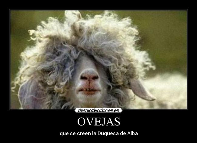 OVEJAS -