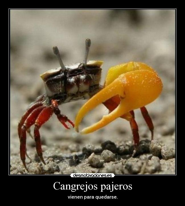 Cangrejos pajeros - vienen para quedarse.