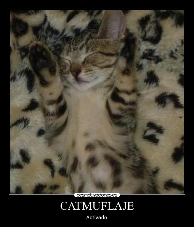 CATMUFLAJE - Activado.