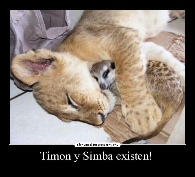 Timon y Simba existen! -
