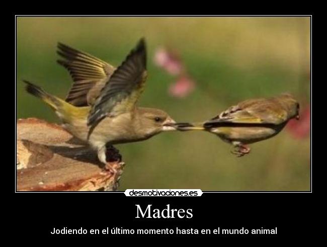 carteles madres desmotivaciones