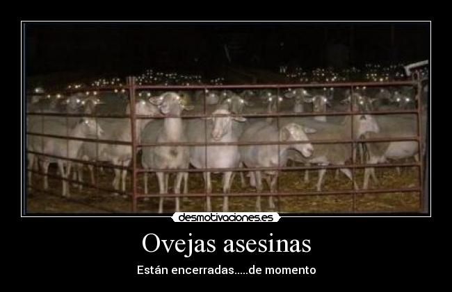Ovejas asesinas - Están encerradas.....de momento