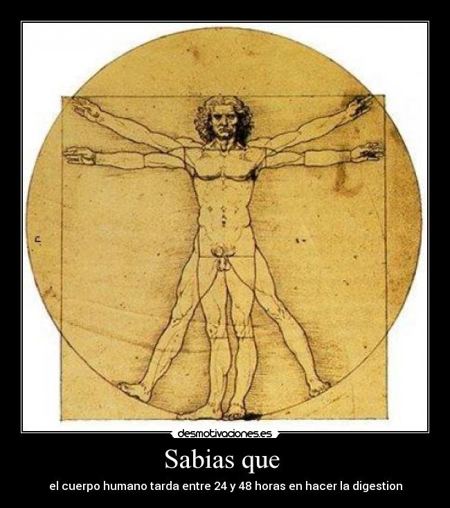 Sabias que - el cuerpo humano tarda entre 24 y 48 horas en hacer la digestion