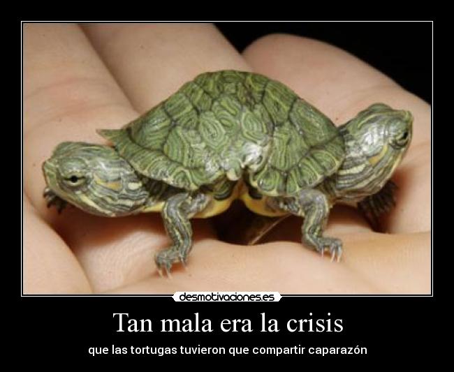 Tan mala era la crisis - que las tortugas tuvieron que compartir caparazón