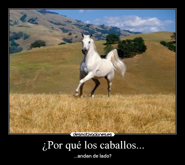 ¿Por qué los caballos... - 