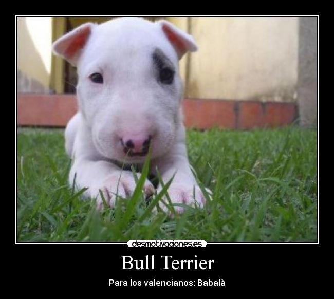 Bull Terrier -