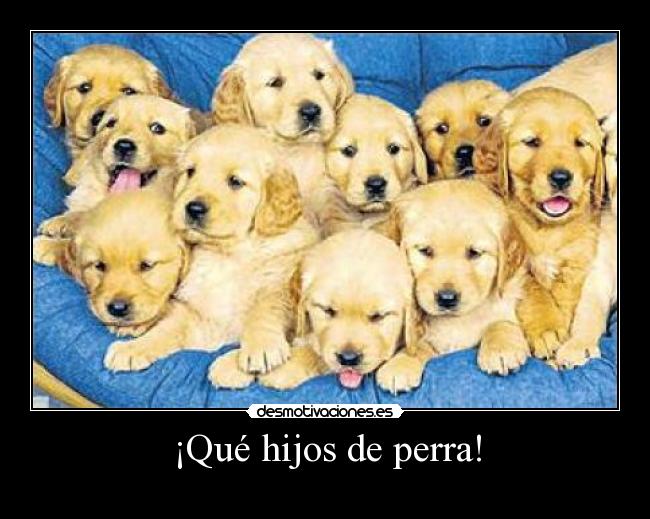 ¡Qué hijos de perra! - 