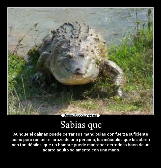 Sabias que - Aunque el caimán puede cerrar sus mandíbulas con fuerza suficiente
como para romper el brazo de una persona, los músculos que las abren
son tan débiles, que un hombre puede mantener cerrada la boca de un
lagarto adulto solamente con una mano.