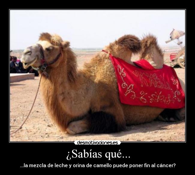 ¿Sabías qué... - ...la mezcla de leche y orina de camello puede poner fin al cáncer?