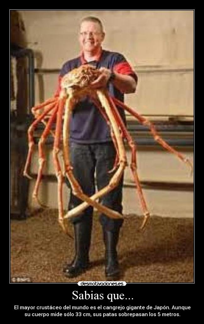 Sabias que... - El mayor crustáceo del mundo es el cangrejo gigante de Japón. Aunque
su cuerpo mide sólo 33 cm, sus patas sobrepasan los 5 metros.