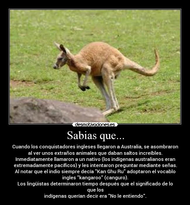 Sabias que... - Cuando los conquistadores ingleses llegaron a Australia, se asombraron
al ver unos extraños animales que daban saltos increíbles.
Inmediatamente llamaron a un nativo (los indígenas australianos eran
extremadamente pacíficos) y les intentaron preguntar mediante señas.
Al notar que el indio siempre decía Kan Ghu Ru adoptaron el vocablo
ingles kangaroo (canguro).
Los lingüistas determinaron tiempo después que el significado de lo
que los
indígenas querían decir era No le entiendo.