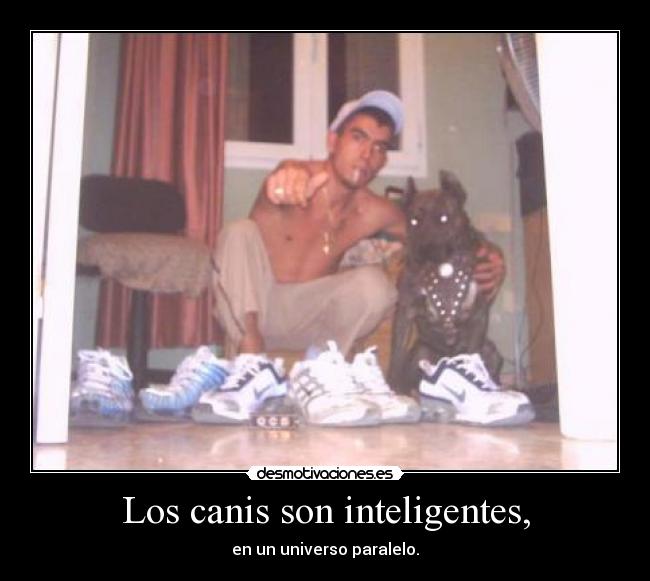Los canis son inteligentes, - en un universo paralelo.