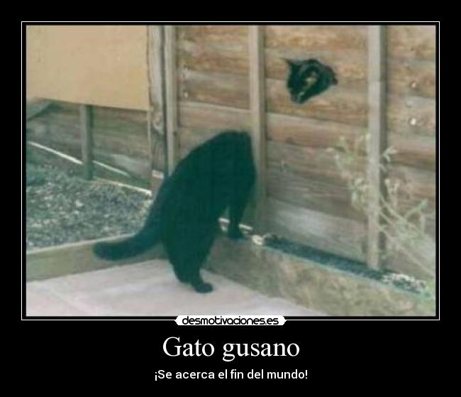 Gato gusano -