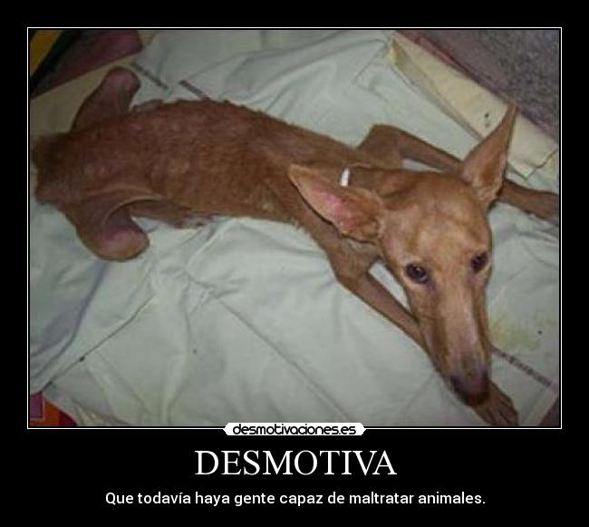 DESMOTIVA - 