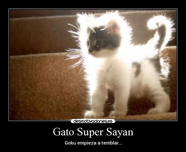 Gato Super Sayan - 
