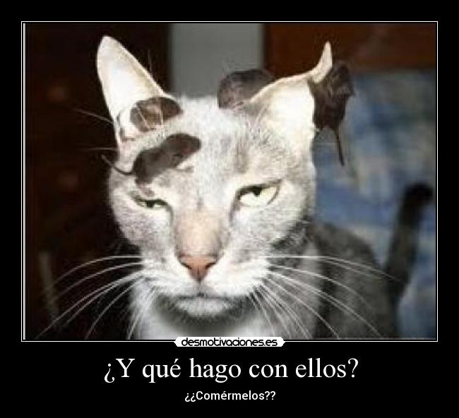 carteles gatospaciencia desmotivaciones