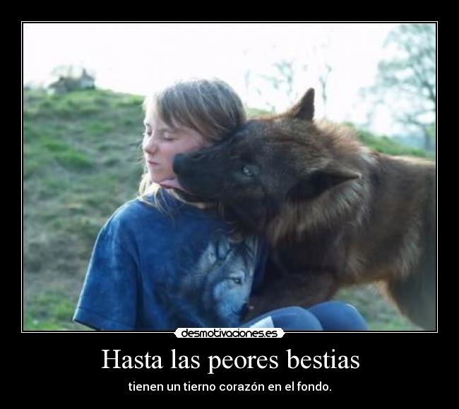 carteles beso lobo corazon tiernos desmotivaciones