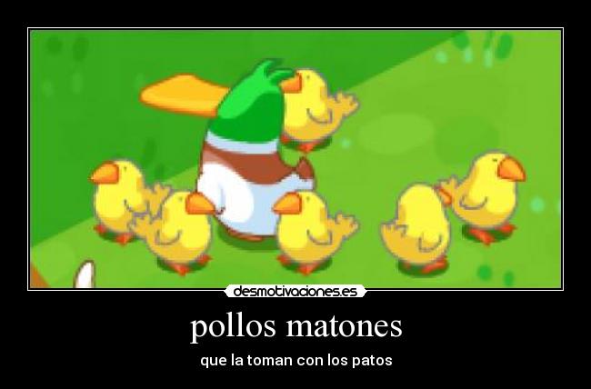 pollos matones - que la toman con los patos