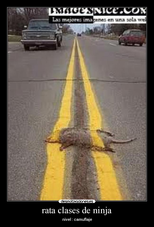 rata clases de ninja - nivel : camuflaje