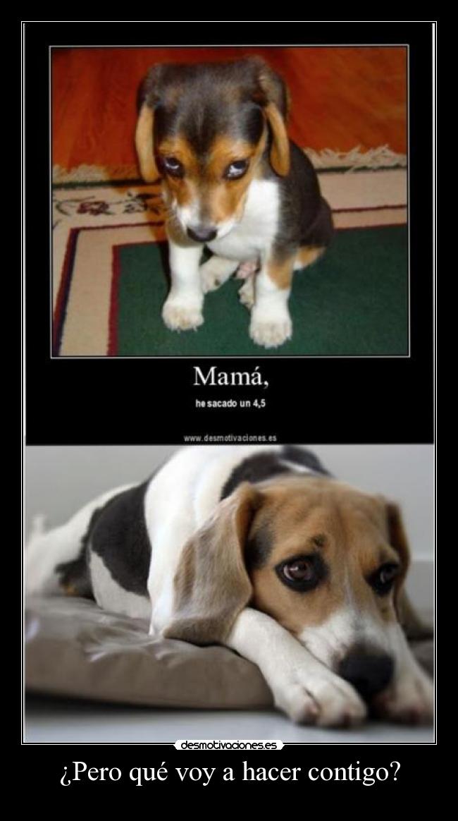 ¿Pero qué voy a hacer contigo? - 