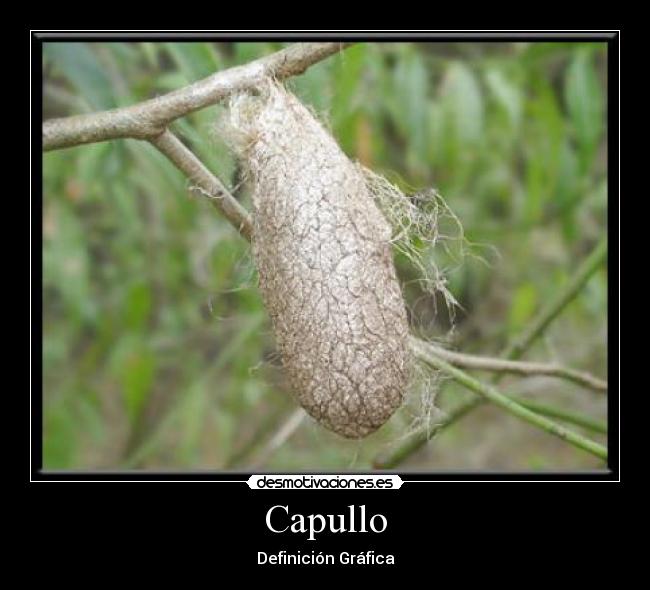 Capullo - Definición Gráfica