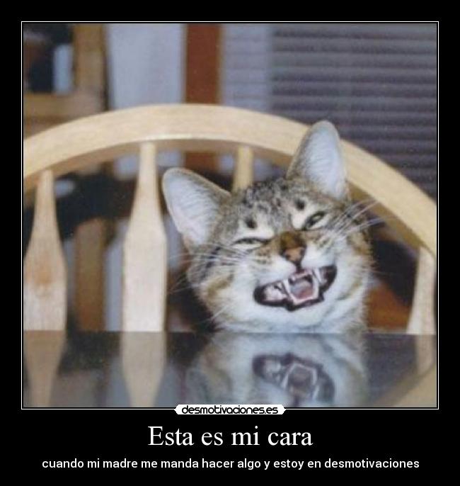 carteles gato desmotivaciones