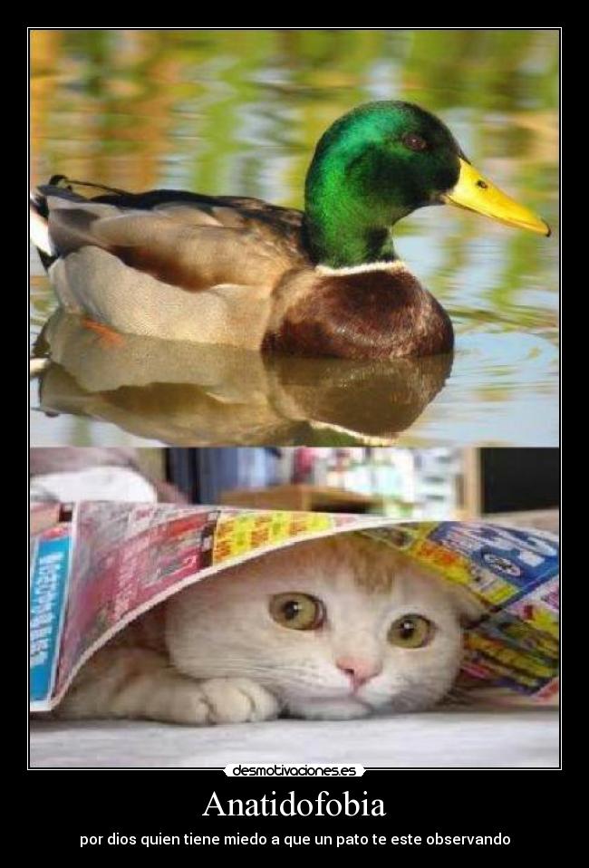 Anatidofobia - por dios quien tiene miedo a que un pato te este observando