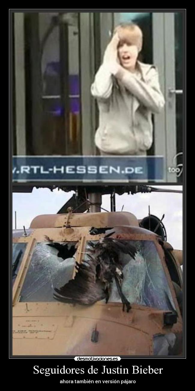 carteles pajaro cristal bieber desmotivaciones