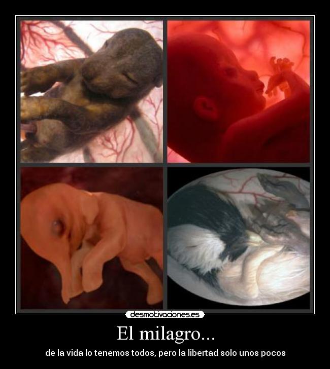 El milagro... -