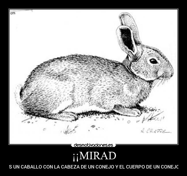 ¡¡MIRAD - ES UN CABALLO CON LA CABEZA DE UN CONEJO Y EL CUERPO DE UN CONEJO!!