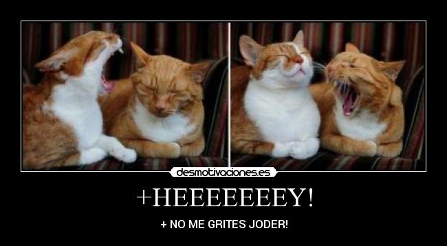 carteles gatosenojado desmotivaciones