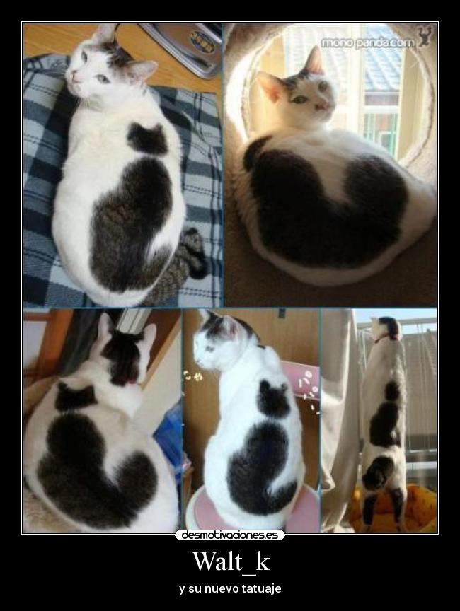 Walt_k - y su nuevo tatuaje