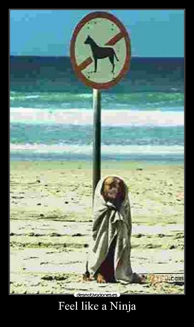 carteles feel like ninja perro playa prohibido perros manta iiparadise paradise designs desmotivaciones