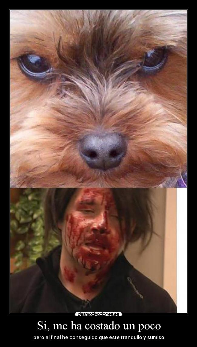 Si, me ha costado un poco - pero al final he conseguido que este tranquilo y sumiso