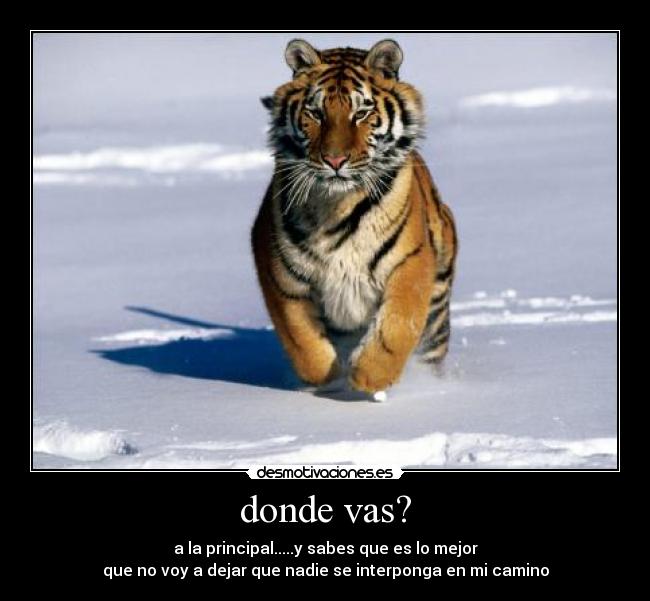 donde vas? -