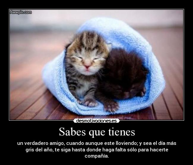 Sabes que tienes - un verdadero amigo, cuando aunque este lloviendo; y sea el día más
gris del año, te siga hasta donde haga falta sólo para hacerte
compañía.