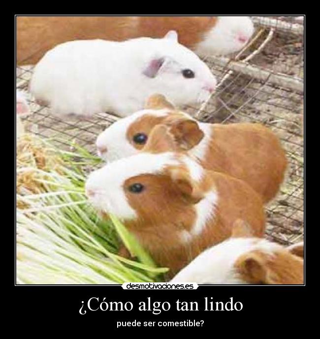 ¿Cómo algo tan lindo -