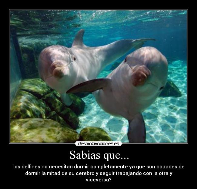 Sabias que... - los delfines no necesitan dormir completamente ya que son capaces de
dormir la mitad de su cerebro y seguir trabajando con la otra y
viceversa?