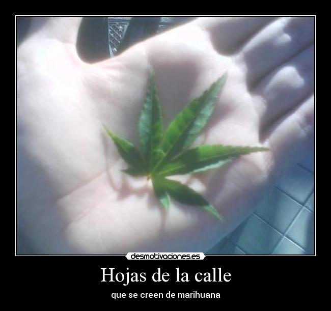 Hojas de la calle - que se creen de marihuana