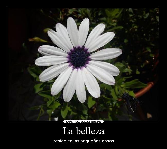 La belleza -