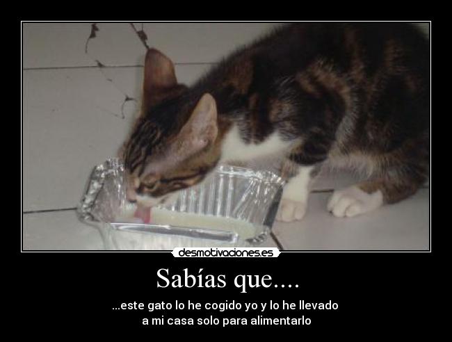Sabías que.... - ...este gato lo he cogido yo y lo he llevado
a mi casa solo para alimentarlo