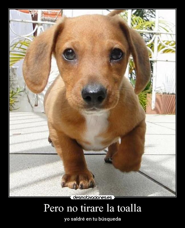 Pero no tirare la toalla - 