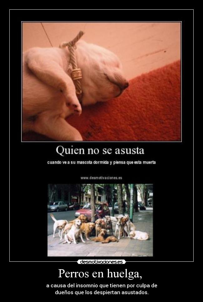 Perros en huelga,  - a causa del insomnio que tienen por culpa de
dueños que los despiertan asustados.