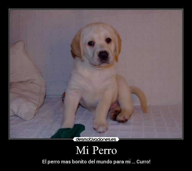 Mi Perro -