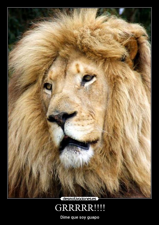 GRRRRR!!!! - Dime que soy guapo