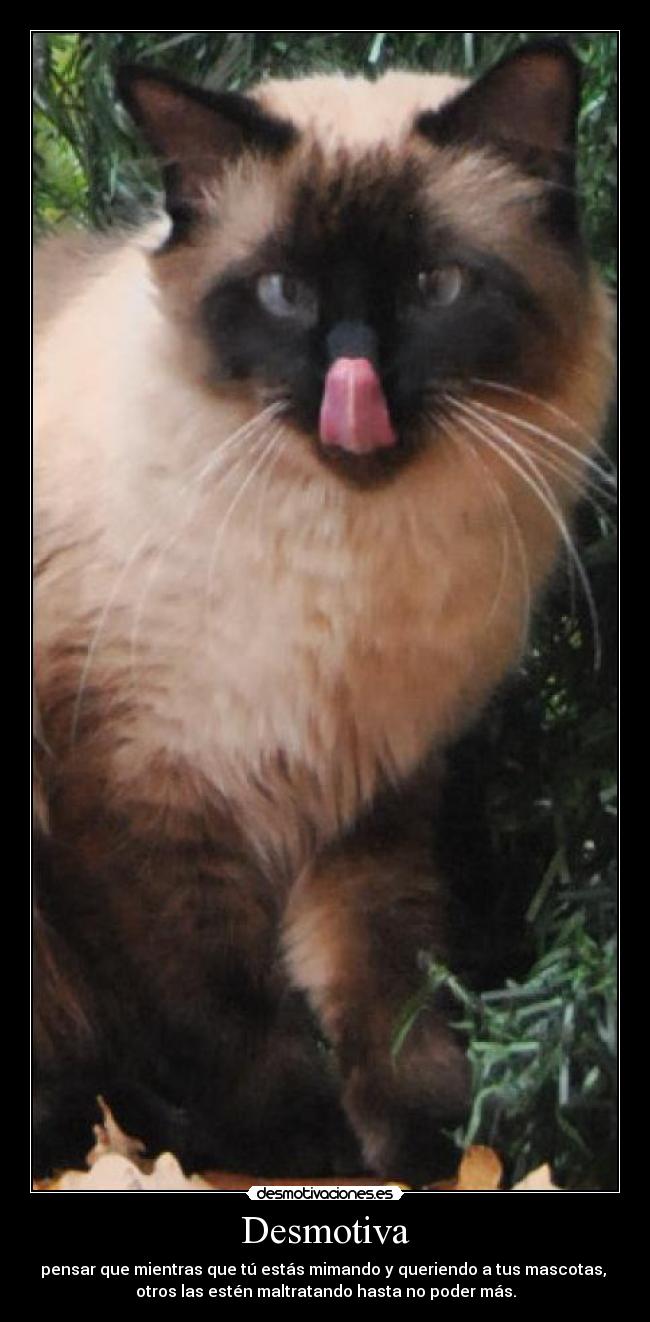 Desmotiva - pensar que mientras que tú estás mimando y queriendo a tus mascotas, 
otros las estén maltratando hasta no poder más.