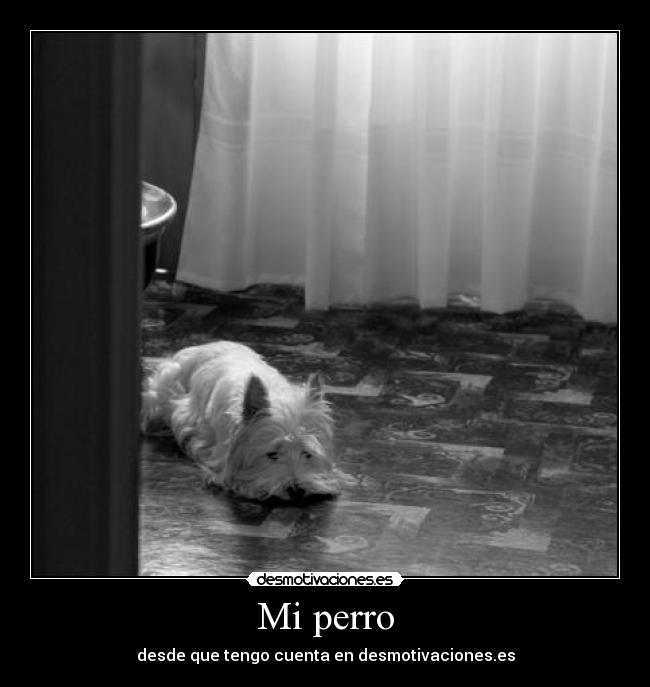 Mi perro - desde que tengo cuenta en desmotivaciones.es