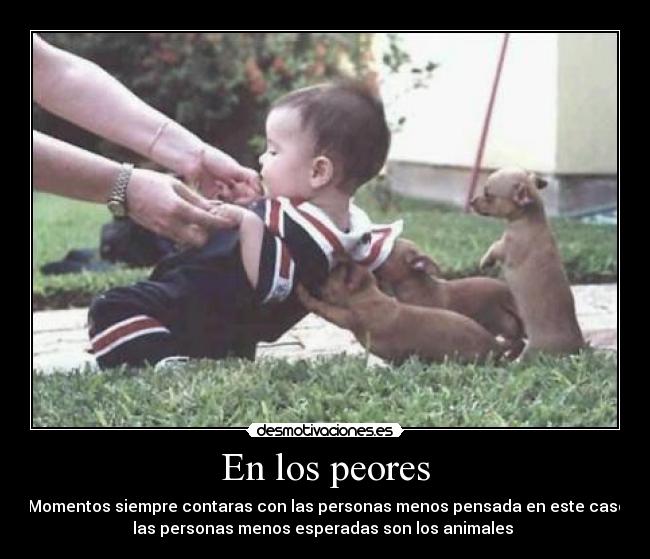 En los peores - Momentos siempre contaras con las personas menos pensada en este caso
las personas menos esperadas son los animales
