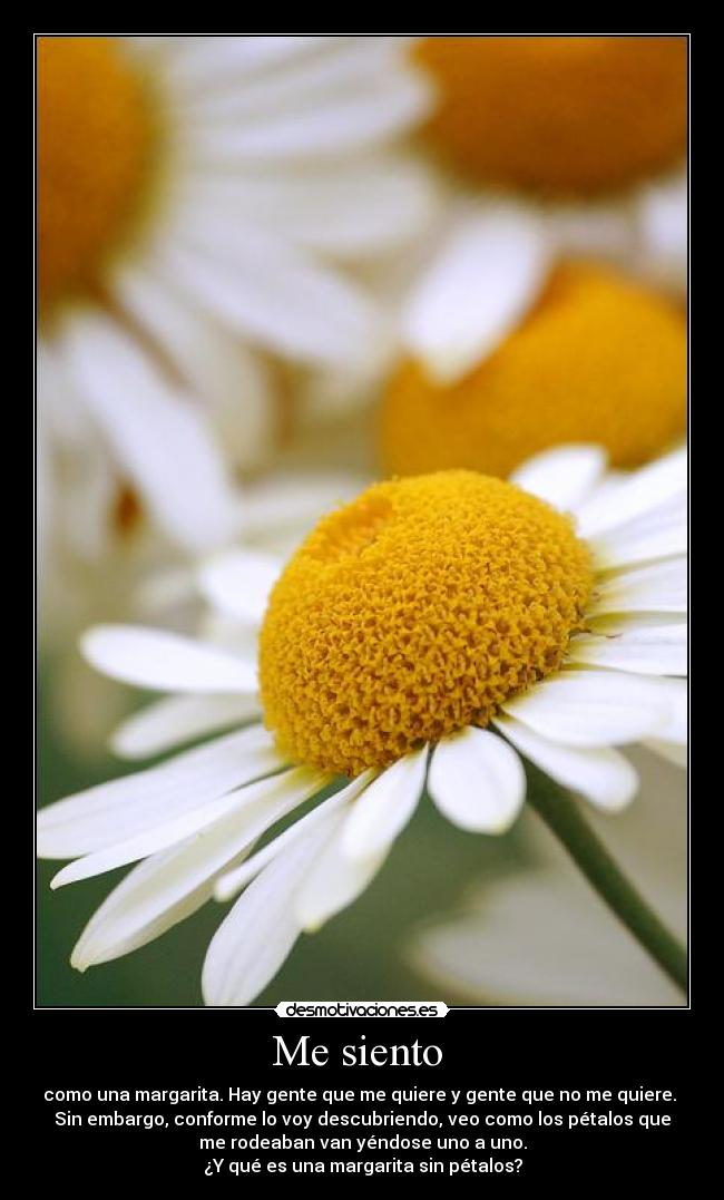 carteles siento margarita bla bla bla yber desmotivaciones