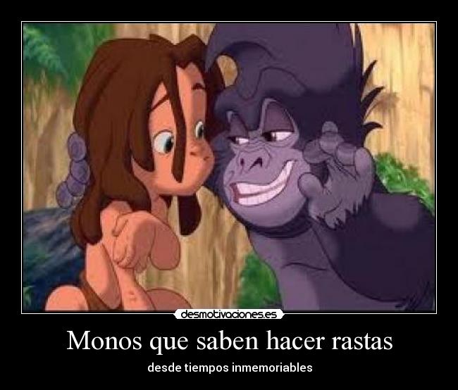 Monos que saben hacer rastas - desde tiempos inmemoriables